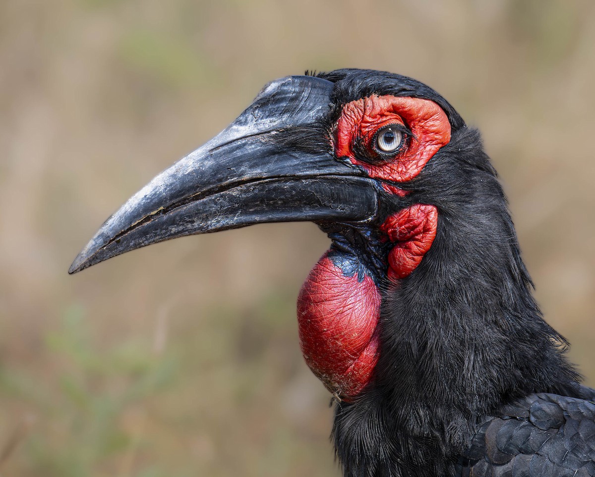 Southern Ground-Hornbill - William Richards