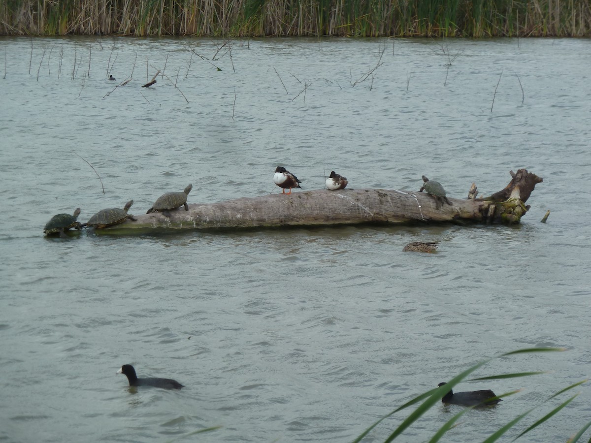 Northern Shoveler - ML622067232