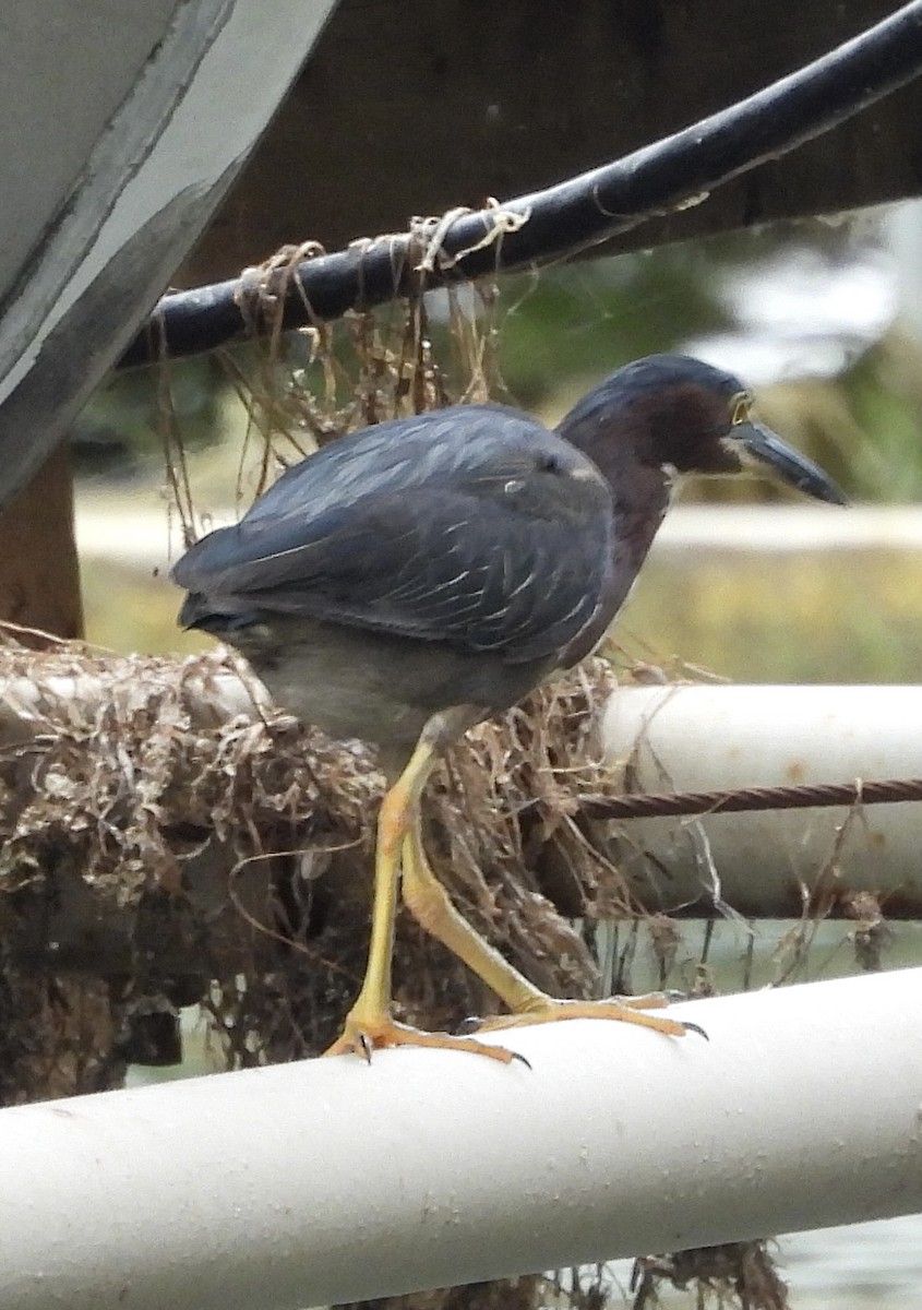 Green Heron - ML622067233