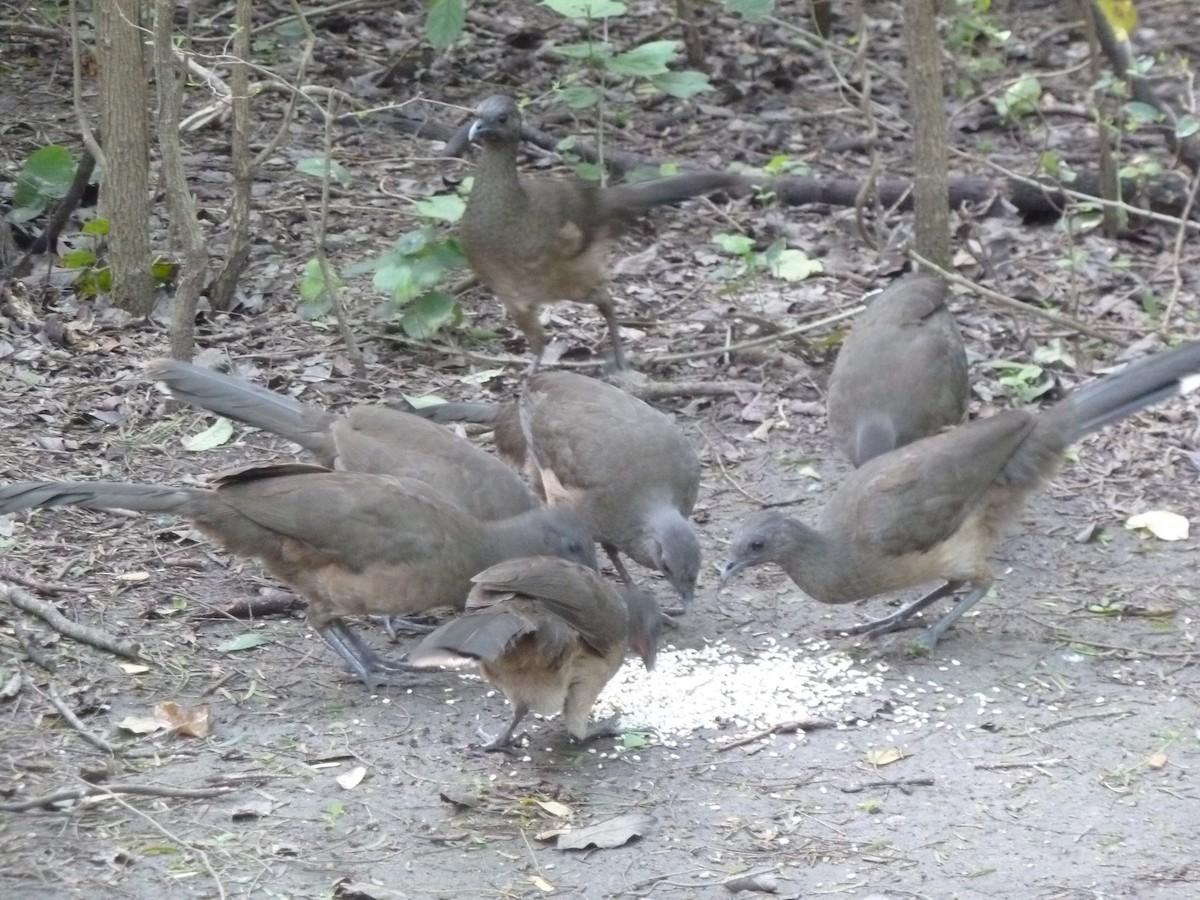 Plain Chachalaca - ML622067237