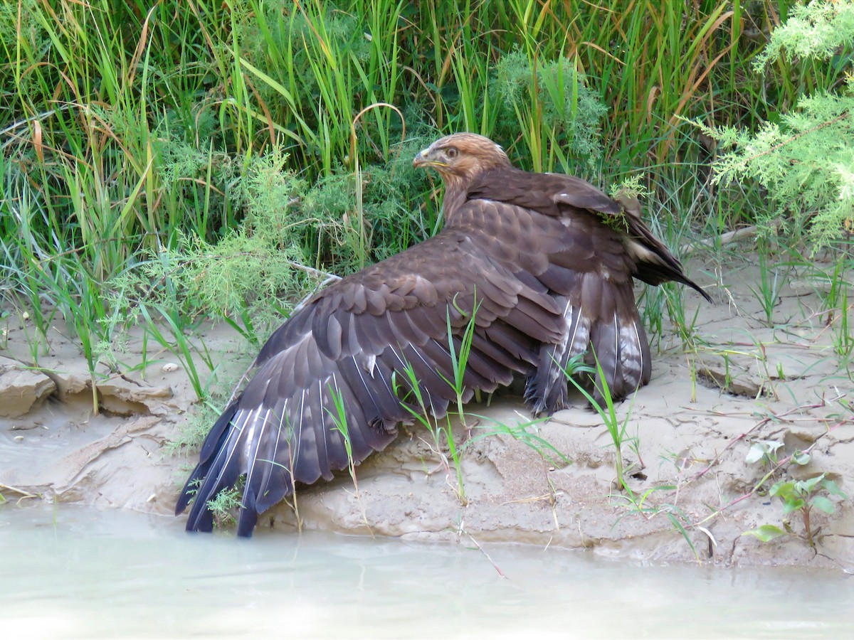 Long-legged Buzzard - ML622067243