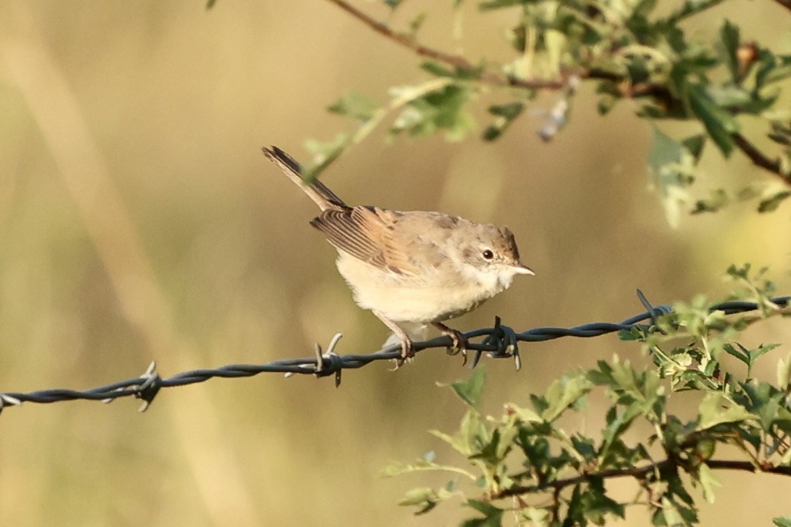 Greater Whitethroat - ML622067244