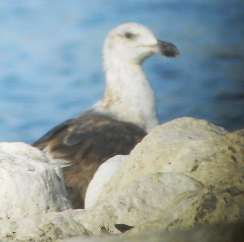 Yellow-footed Gull - Bob Packard