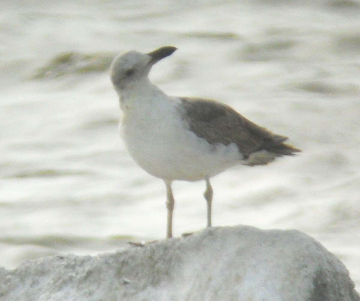 Yellow-footed Gull - ML622067246
