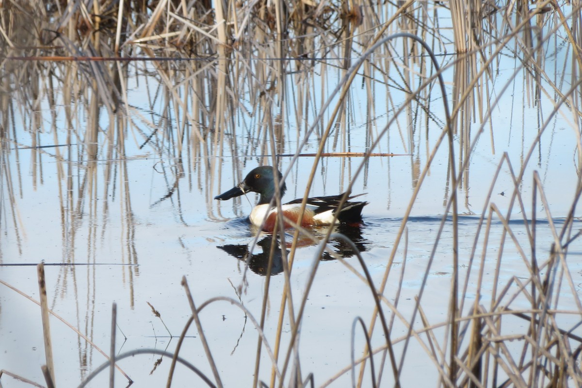 Northern Shoveler - ML622067330