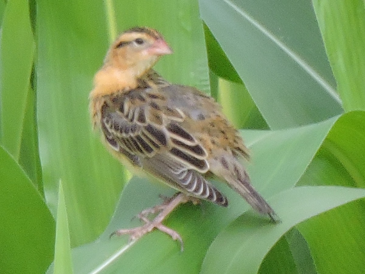 bobolink americký - ML622067365