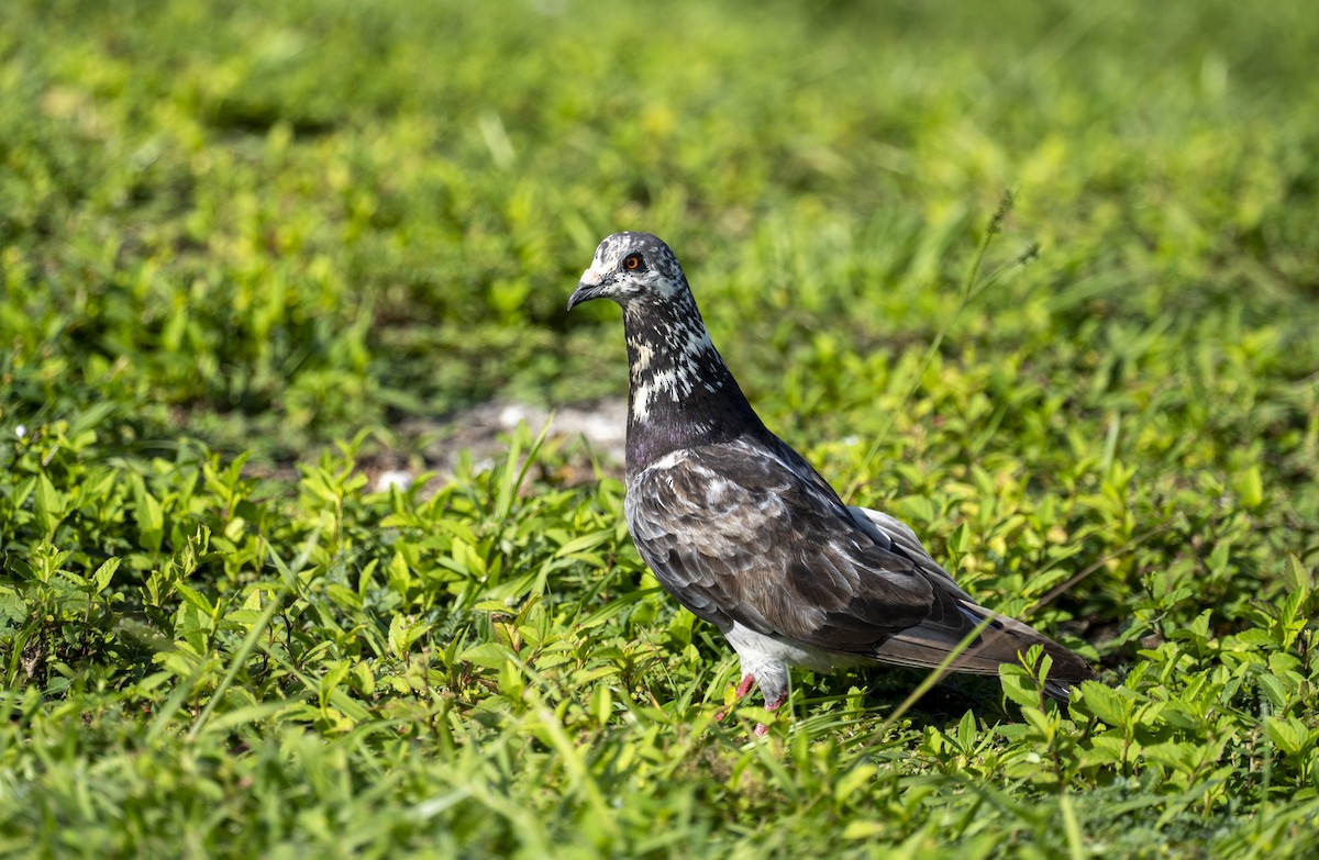 Rock Pigeon (Feral Pigeon) - ML622067387