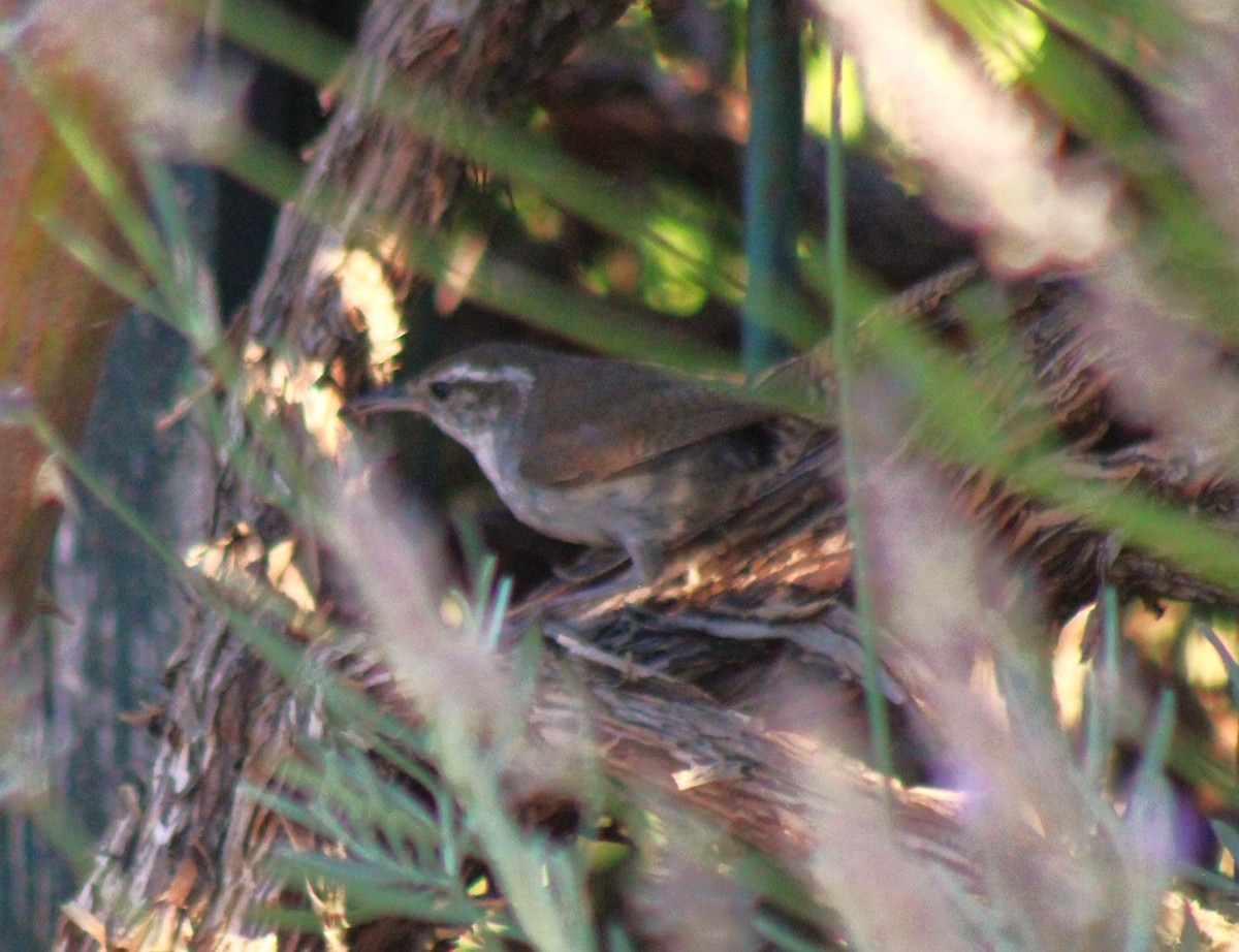 Bewick's Wren - ML622067399