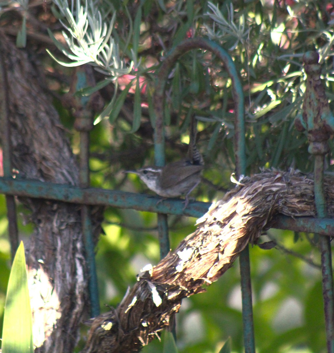 Bewick's Wren - ML622067405