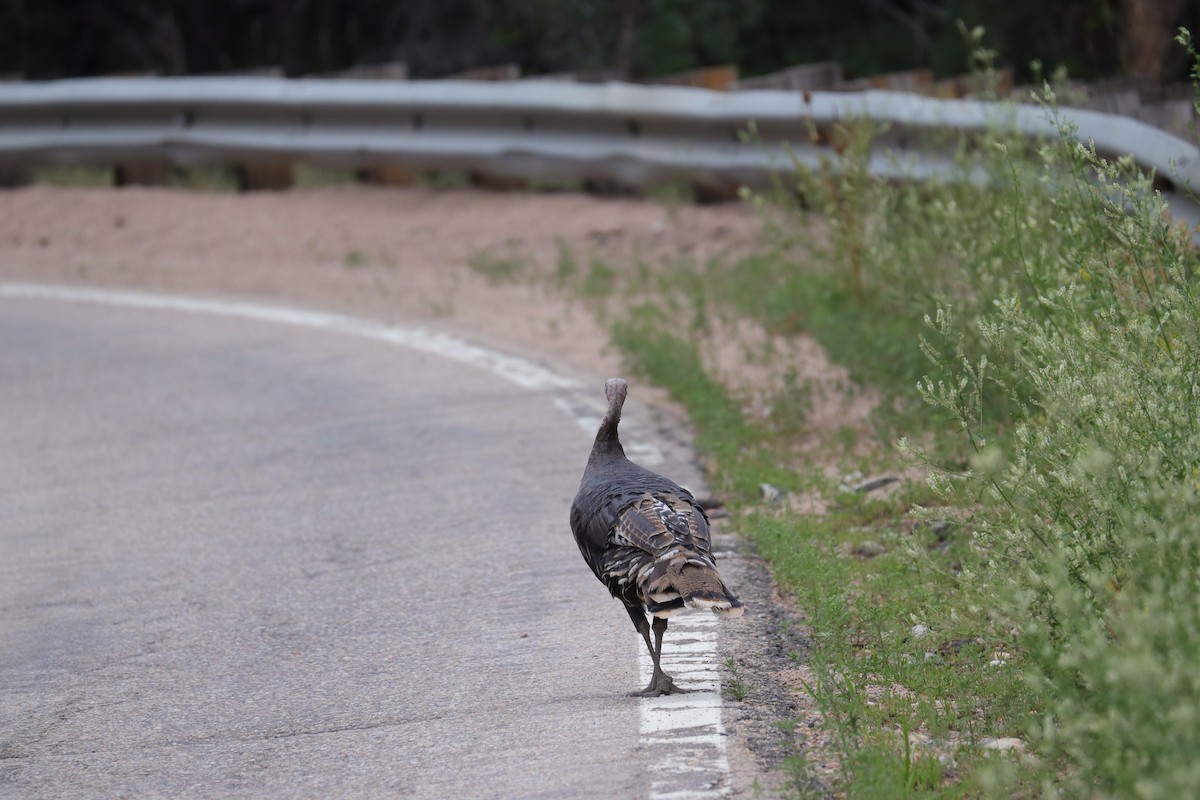 Wild Turkey - ML622067406