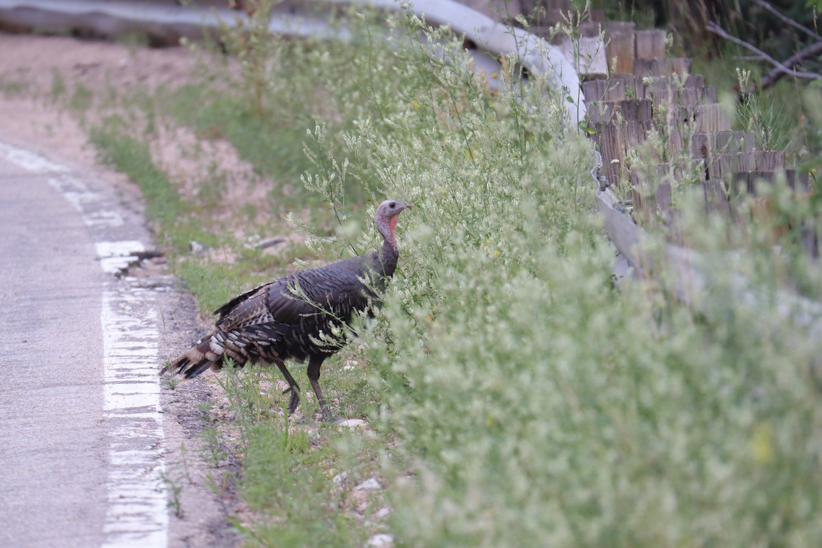 Wild Turkey - ML622067407