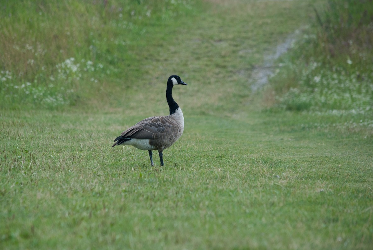 Canada Goose - ML622067448