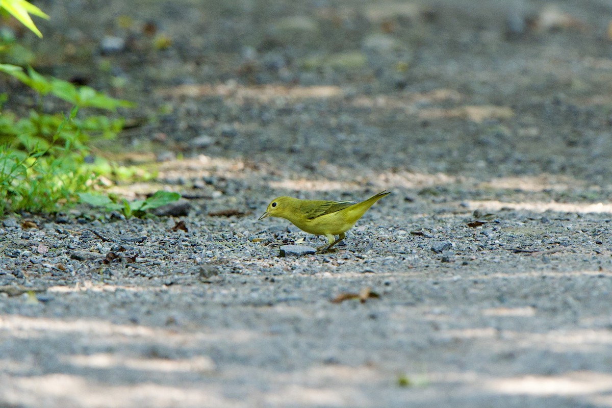 Yellow Warbler - ML622067588