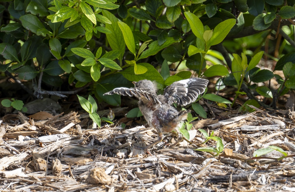 Northern Mockingbird - ML622067652