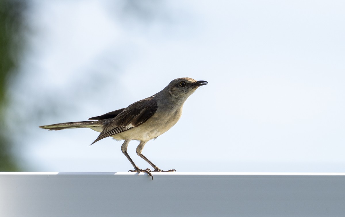 Northern Mockingbird - ML622067655