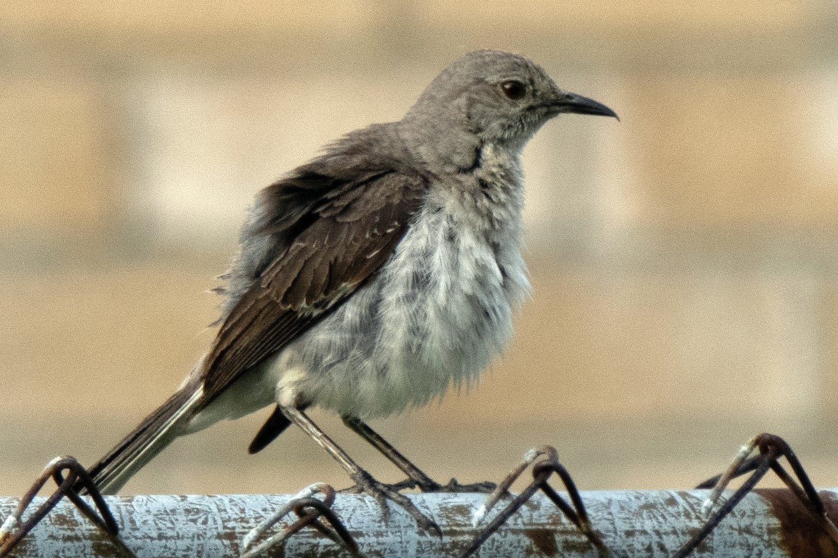 Northern Mockingbird - ML622067656