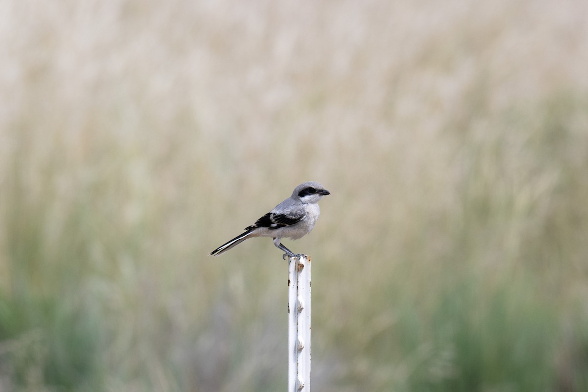 Pie-grièche migratrice - ML622067698