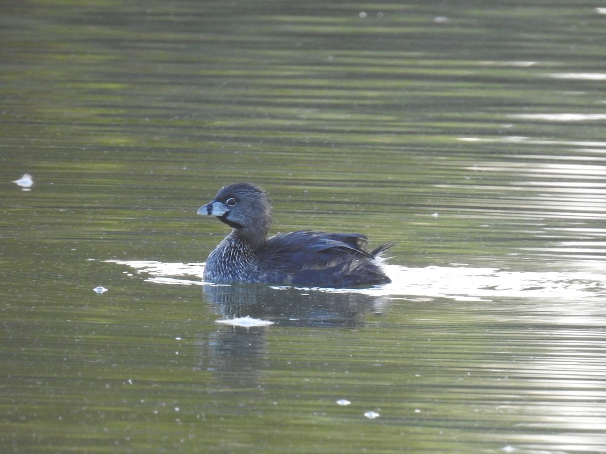 Pied-billed Grebe - ML622067737