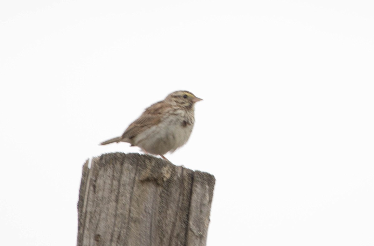 Savannah Sparrow - ML622067756