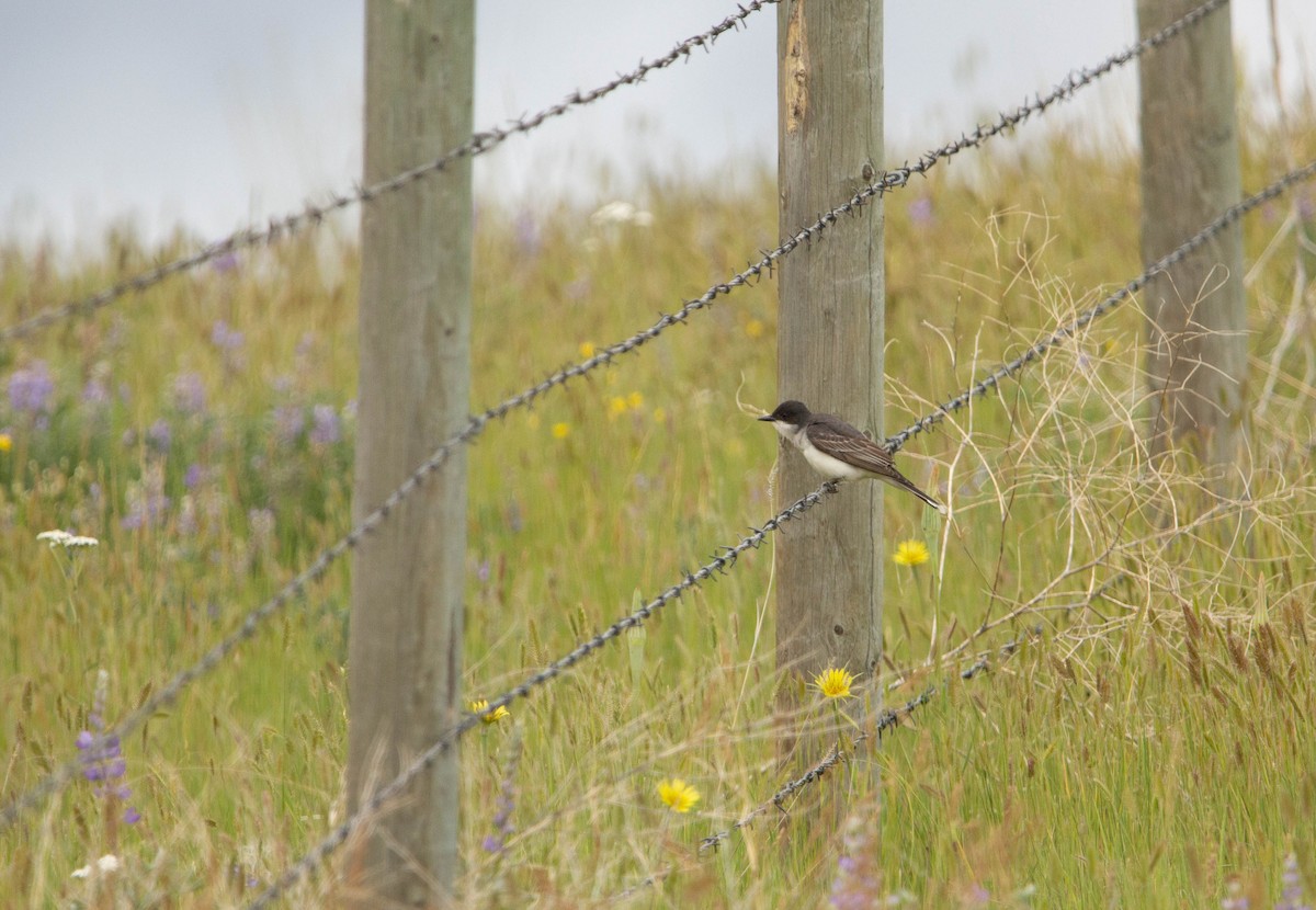 Eastern Kingbird - ML622067764