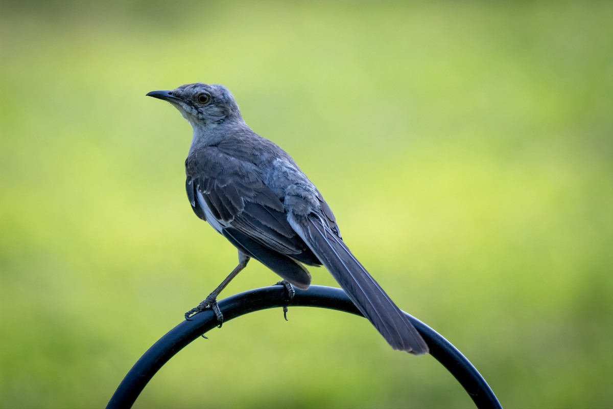 Northern Mockingbird - ML622067785