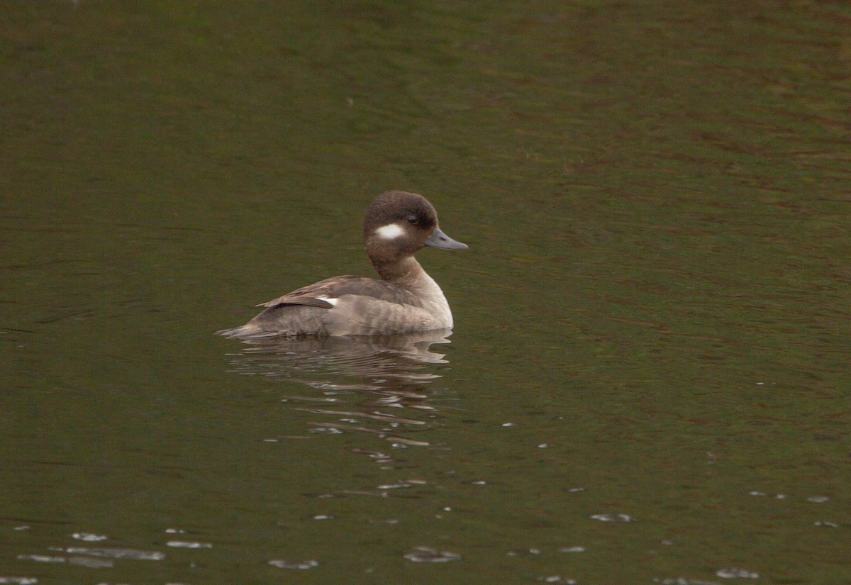 Bufflehead - ML622067801