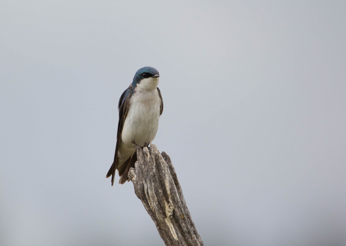 Tree Swallow - Tristan Semeniuk