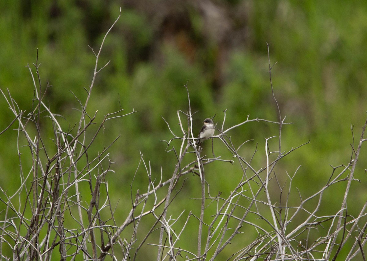 Tree Swallow - ML622067818