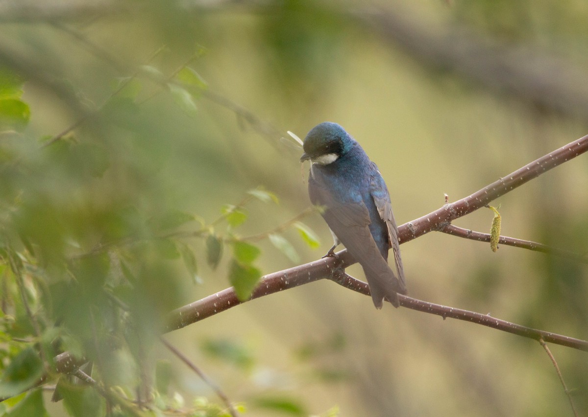 Tree Swallow - ML622067819