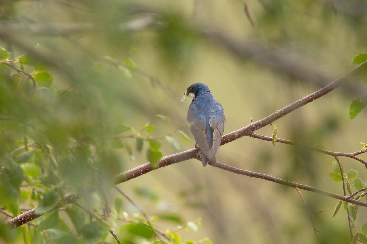 Tree Swallow - Tristan Semeniuk