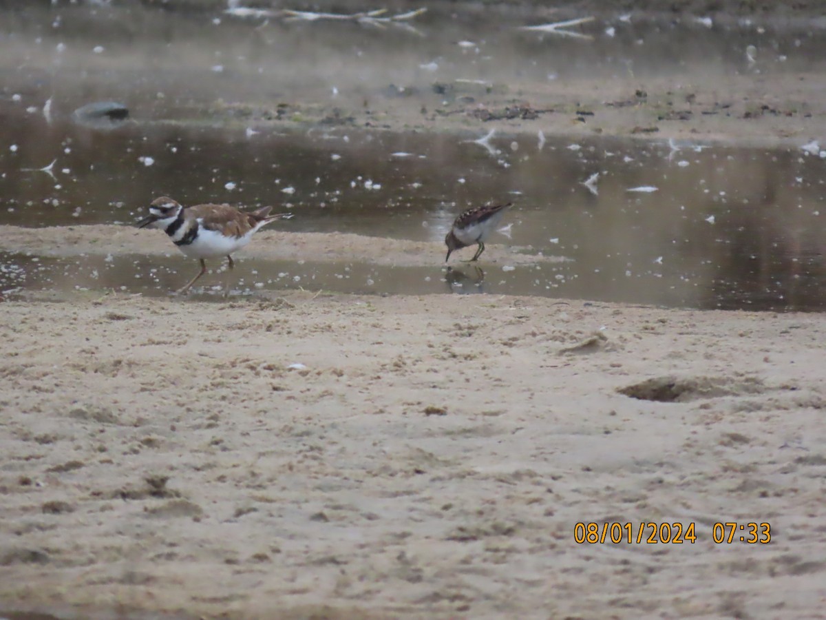 Least Sandpiper - Dawn Garcia