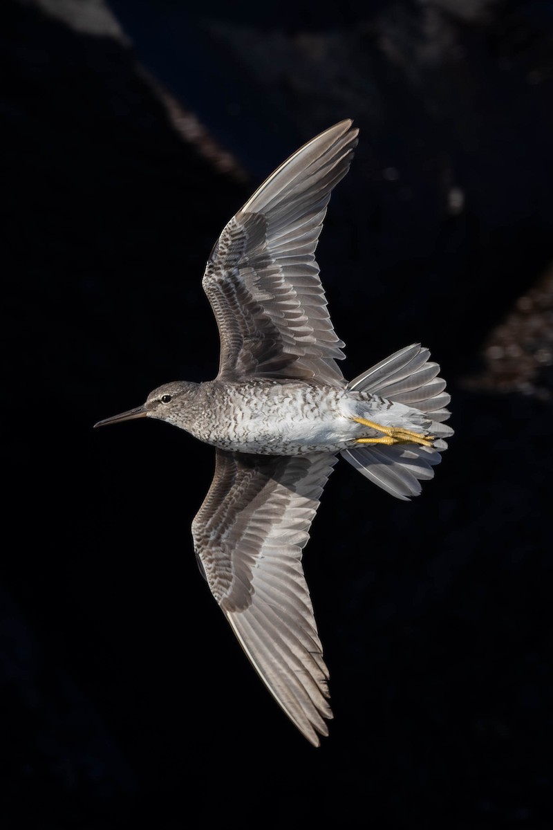 Wandering Tattler - ML622067890