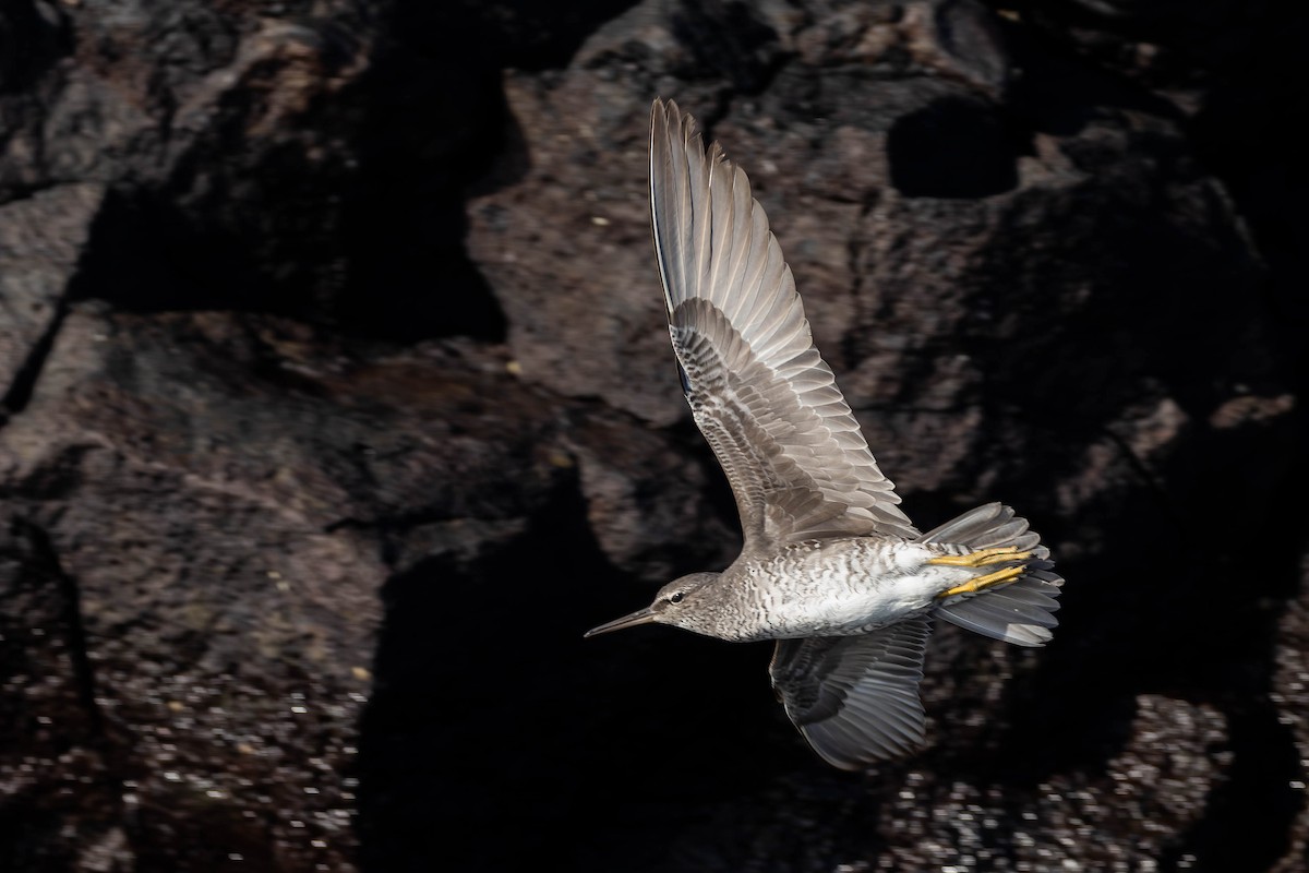 Wandering Tattler - ML622067891