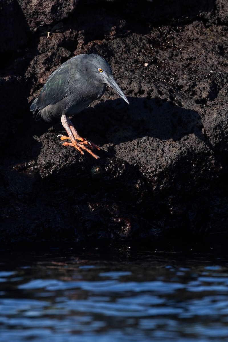 Striated Heron (Galapagos) - Alex Lamoreaux