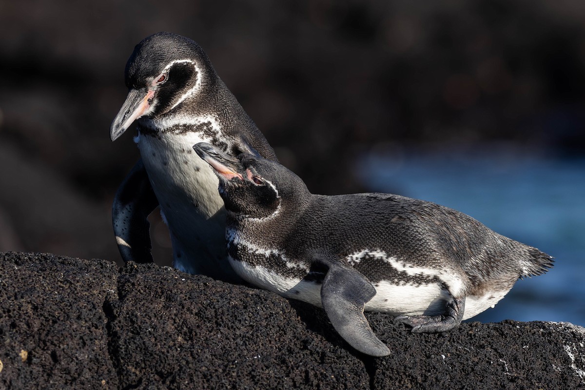 Galapagos Penguin - ML622067916