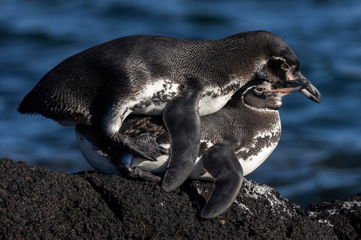 Galapagos Penguin - ML622067918