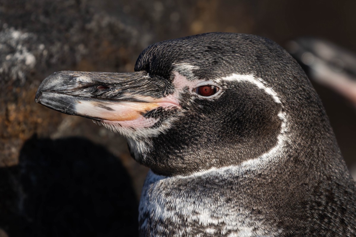 Galapagos Penguin - ML622067919