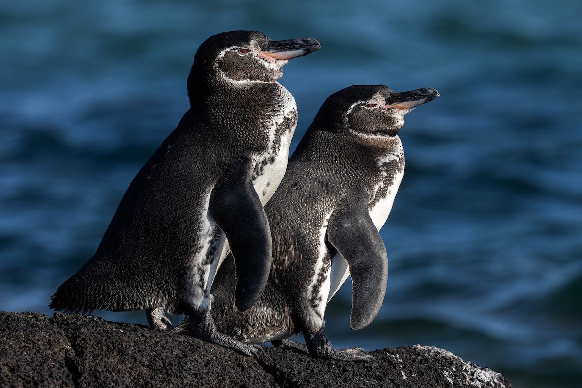 Galapagos Penguin - ML622067920