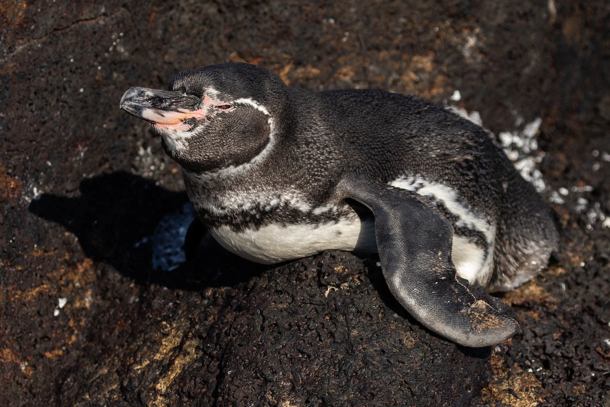 Galapagos Penguin - ML622067921