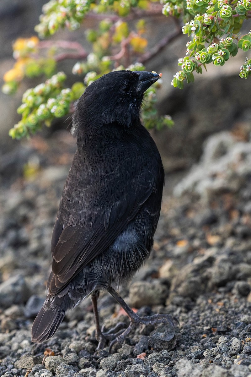 Small Ground-Finch - ML622067927