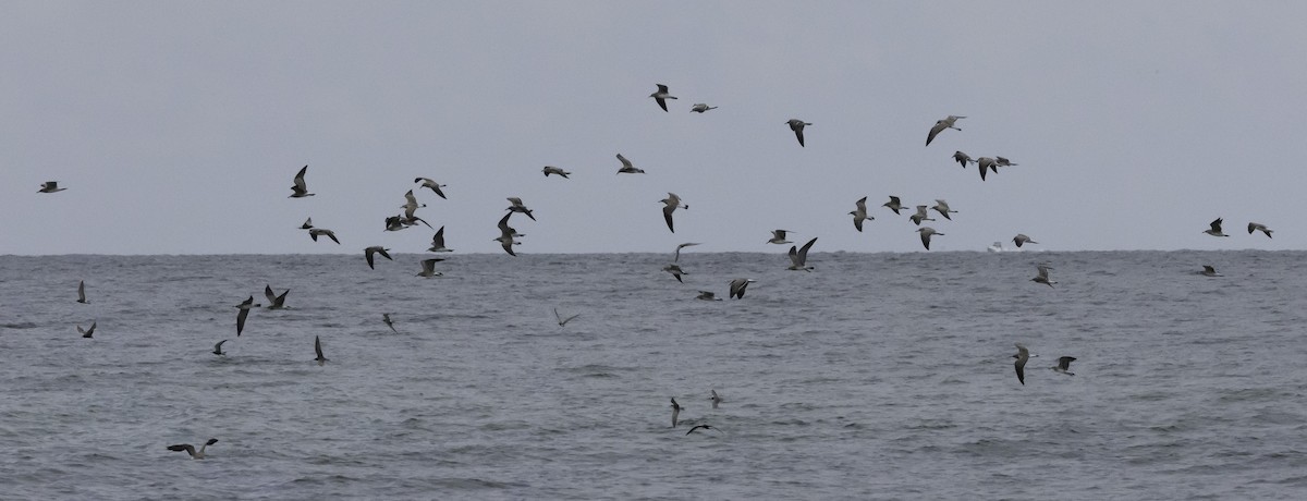 Gaviota Guanaguanare - ML622067937