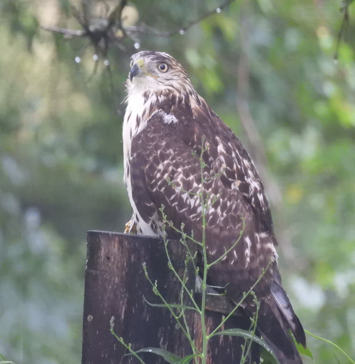 Red-tailed Hawk - Elain Hotovec