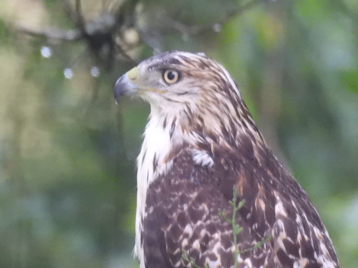 Red-tailed Hawk - ML622067947