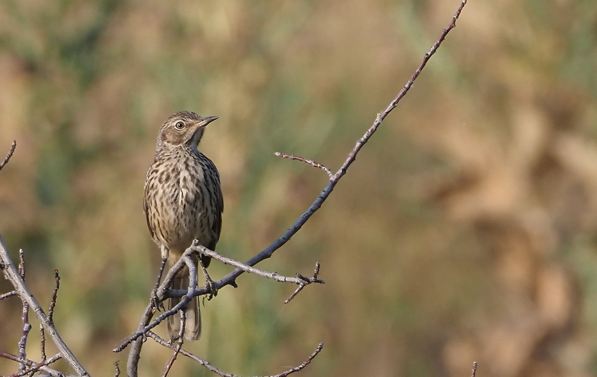 Sage Thrasher - Carolyn Blackburn