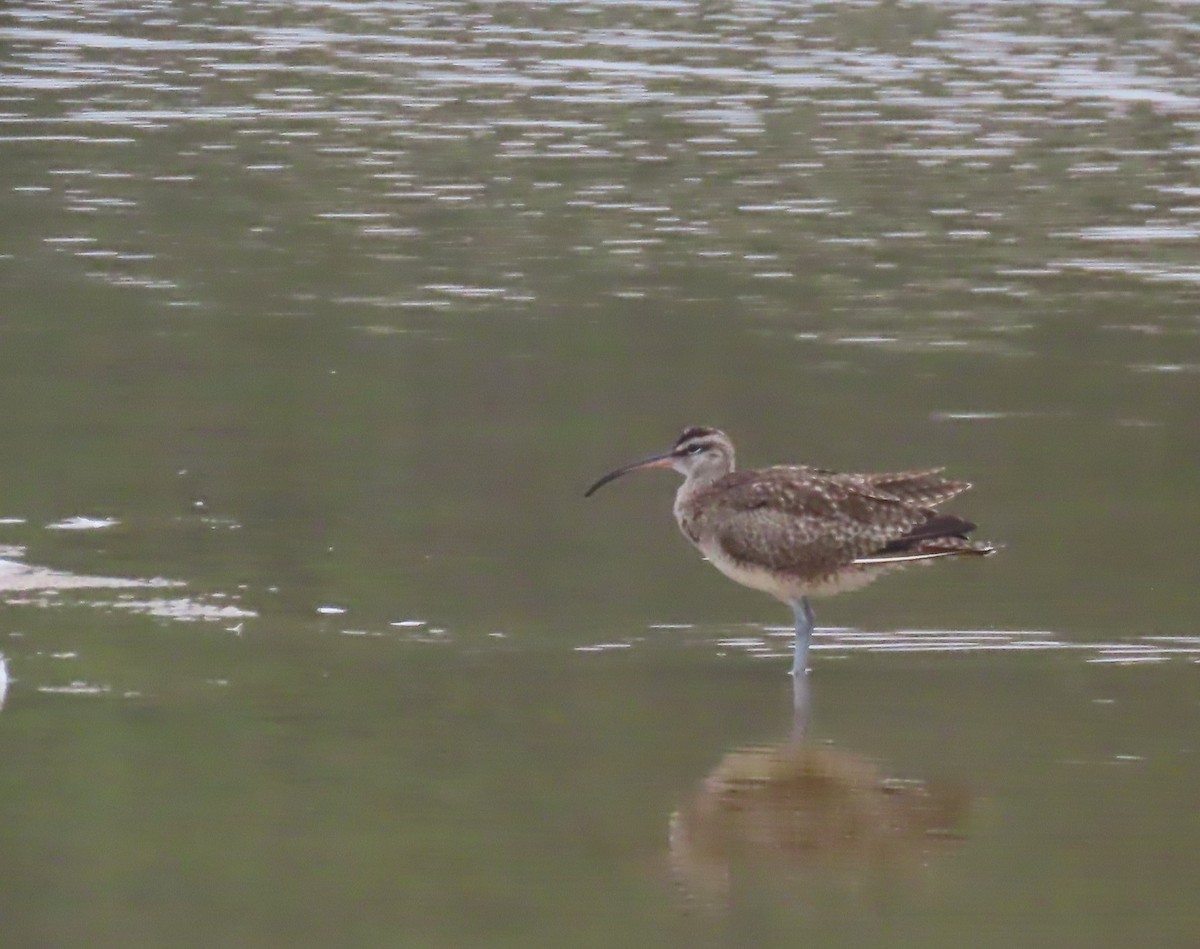 Regenbrachvogel - ML622067974