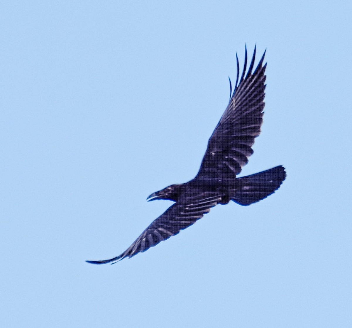 Common Raven - Jay Greenberg