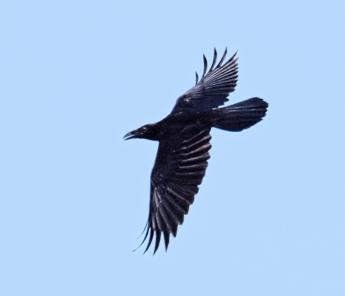 Common Raven - ML622067986