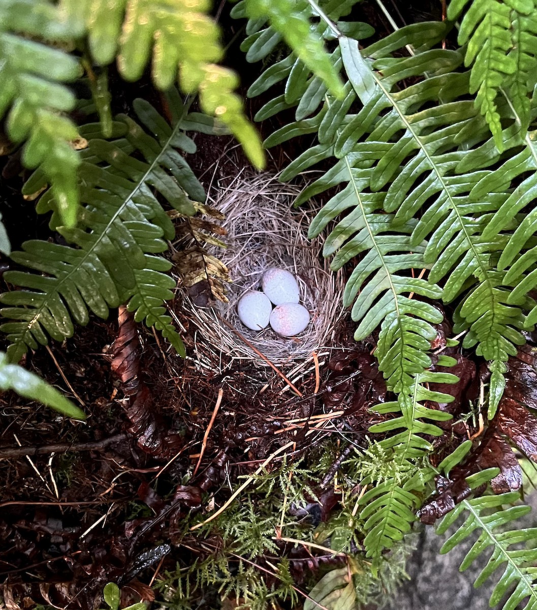 Юнко сірий - ML622068049