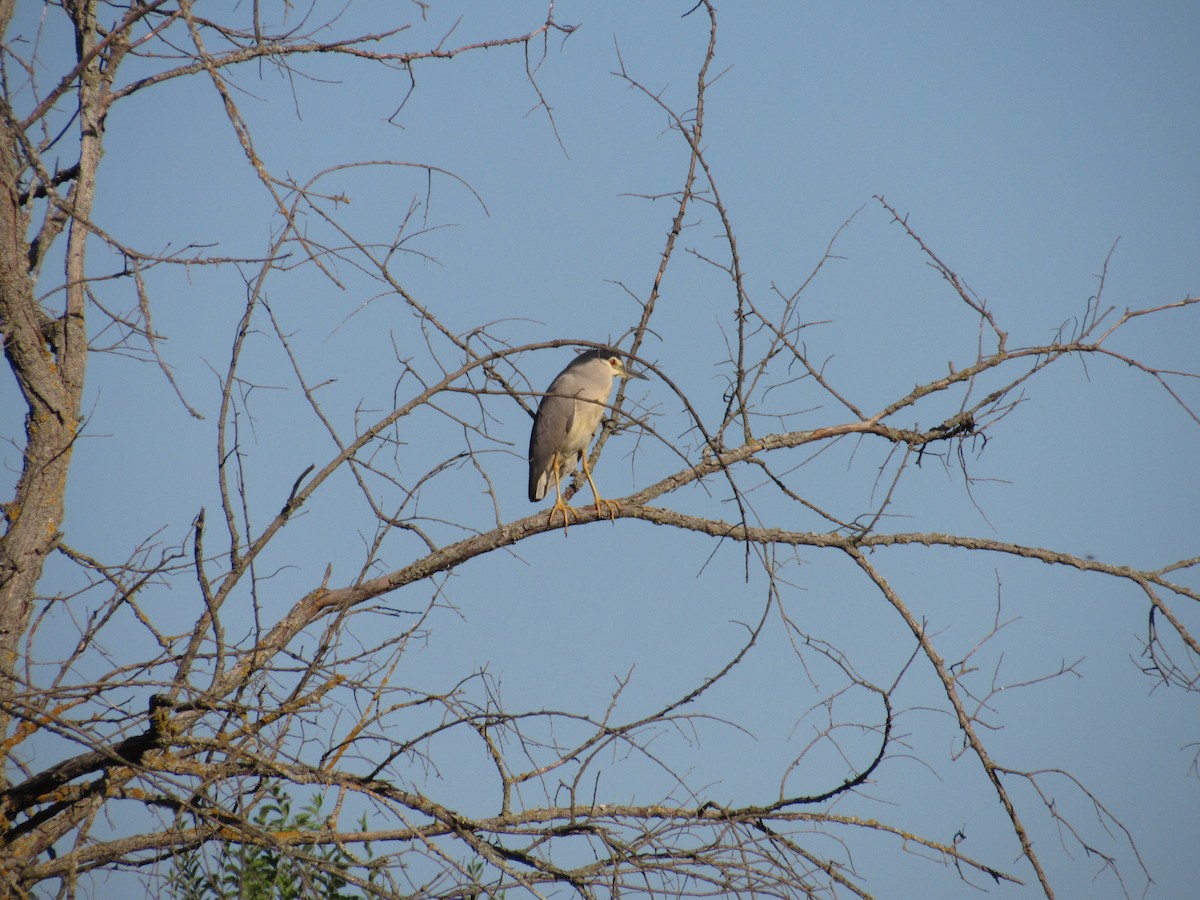 Black-crowned Night Heron - ML622068053