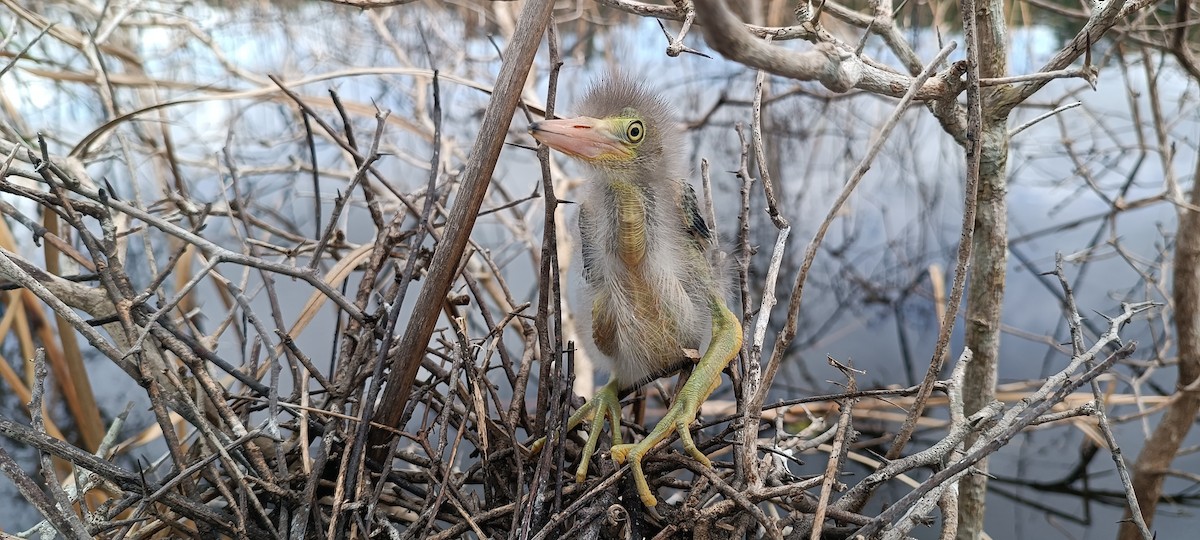 Green Heron - ML622068074